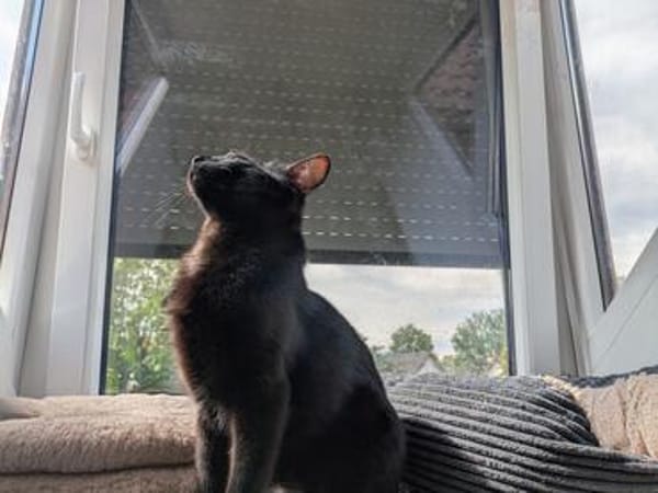 Kater Sid Handicap