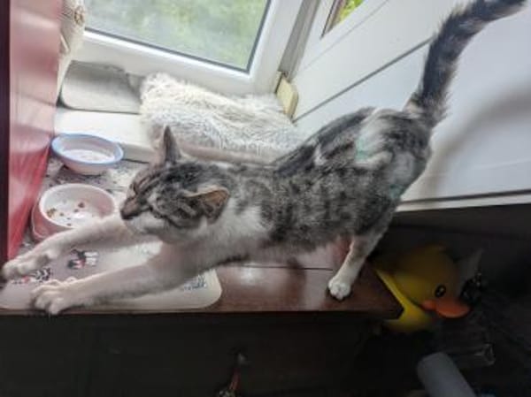 Kätzin Nikki FIV +