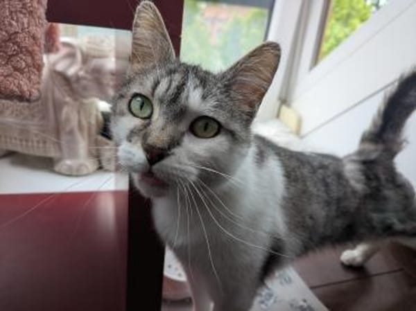 Kätzin Nikki FIV +