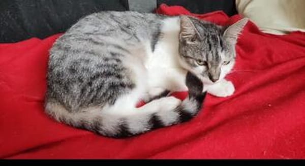 Kätzin Nikki FIV +