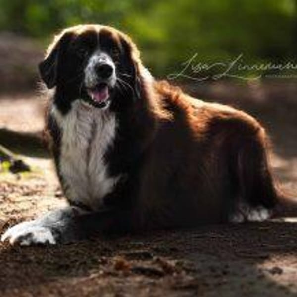 Harry - ein treuer Prachtkerl
