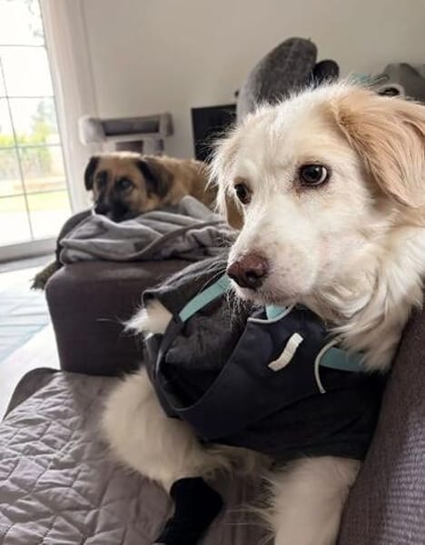 Vorsichtige Kuschelmaus ANCA sucht ihre Menschen