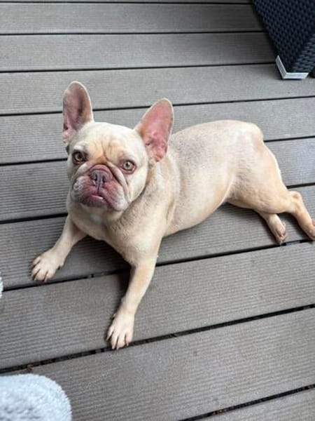 Enja PP Frenchie Sonnenschein