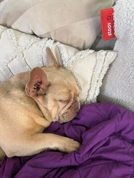 Enja PP Frenchie Sonnenschein