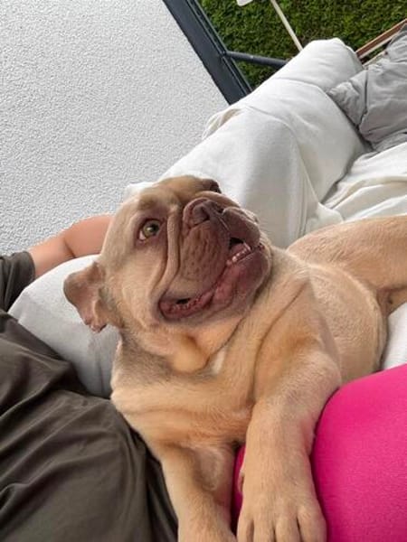 Enja PP Frenchie Sonnenschein
