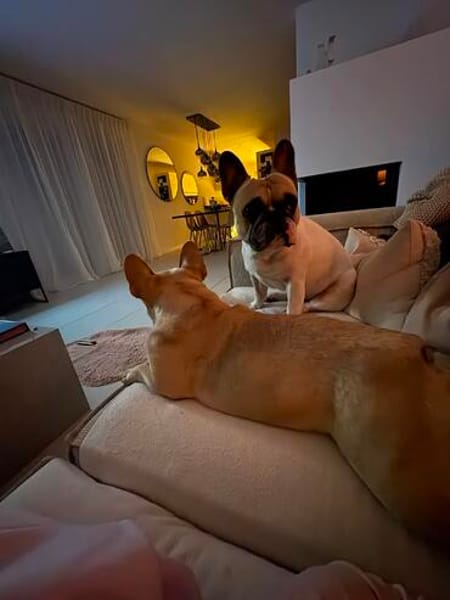 Enja PP Frenchie Sonnenschein