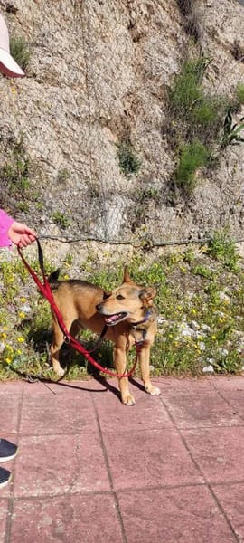 schöner Podenco Rüde