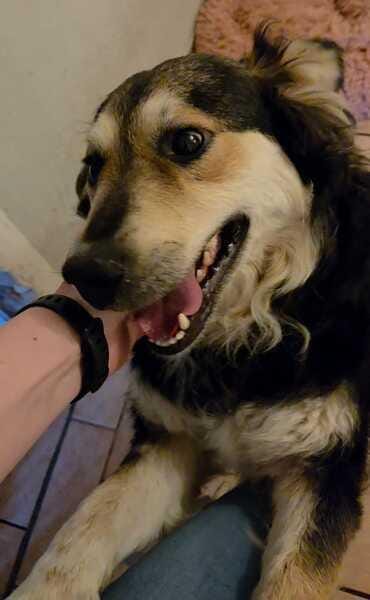 Clooney * ein echter Charakterhund