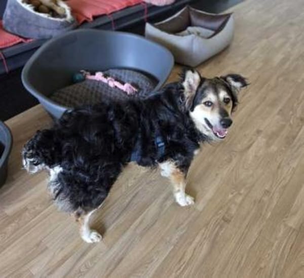 Clooney * ein echter Charakterhund