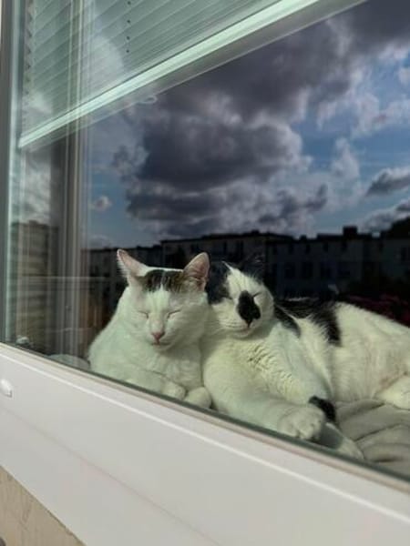 Sake und Rumi aus dem Tierschutz