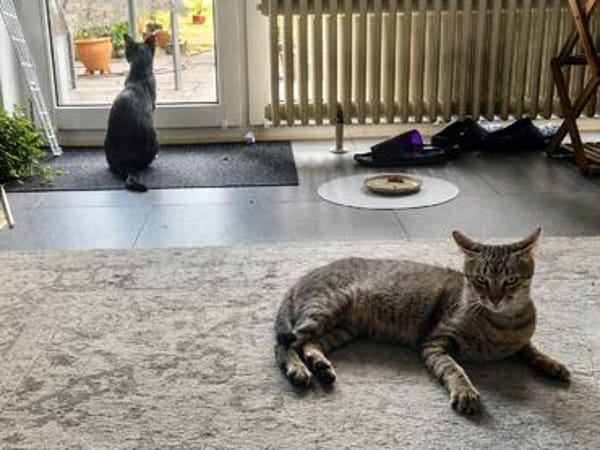 Safira möchte endlich ein für-immer-Zuhause haben
