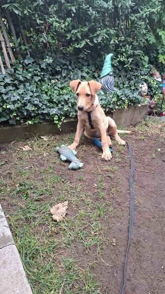 Liebevoller, ruhiger Johnboy sucht Zuhause