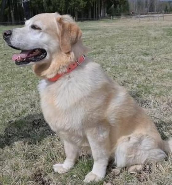 MAX  Senior sucht Altersruhesitz