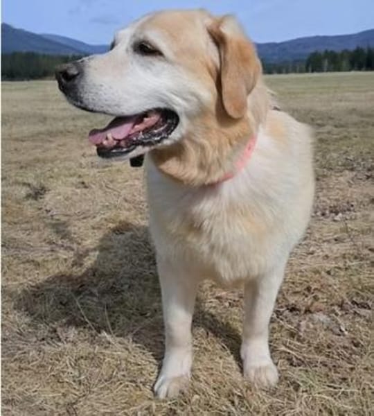 MAX  Senior sucht Altersruhesitz
