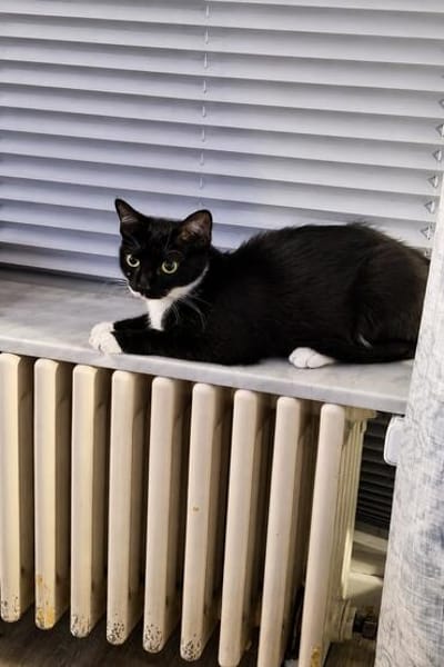 Sally sucht ihren Menschen