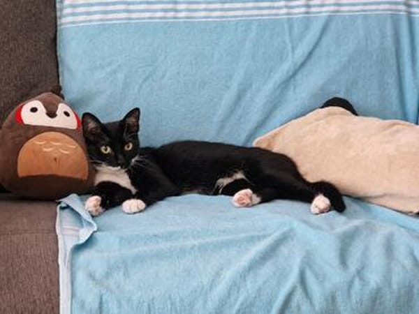 Sally sucht ihren Menschen