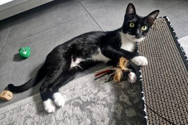 Sally sucht ihren Menschen