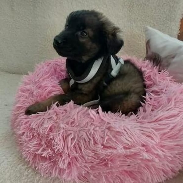 Fluffy
