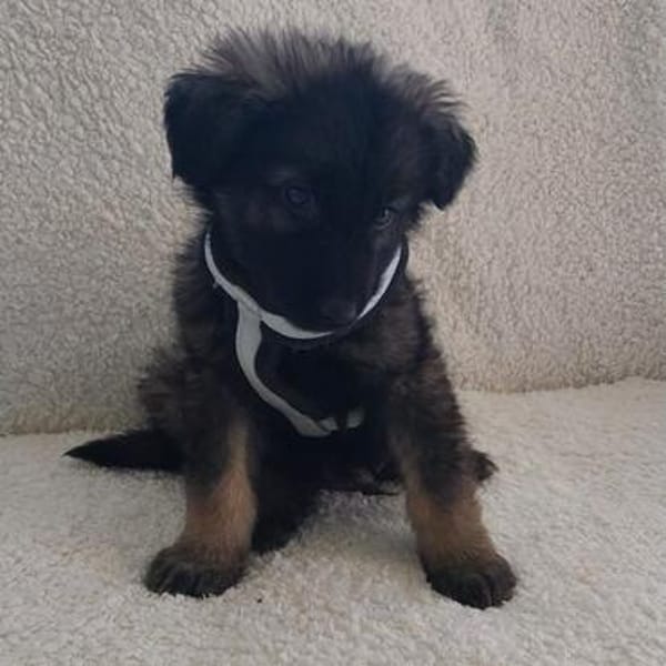 Fluffy
