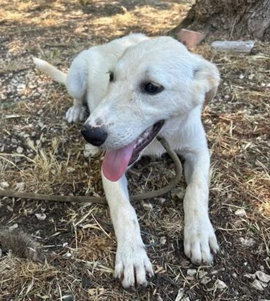 Okley wartet in der Tierherberge Donzdorf