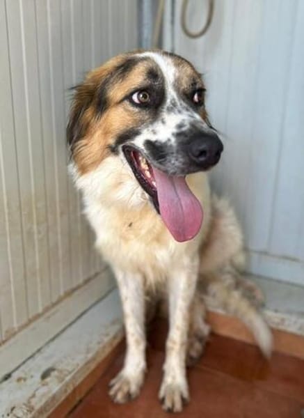 Smile wartet in der Tierherberge Donzdorf