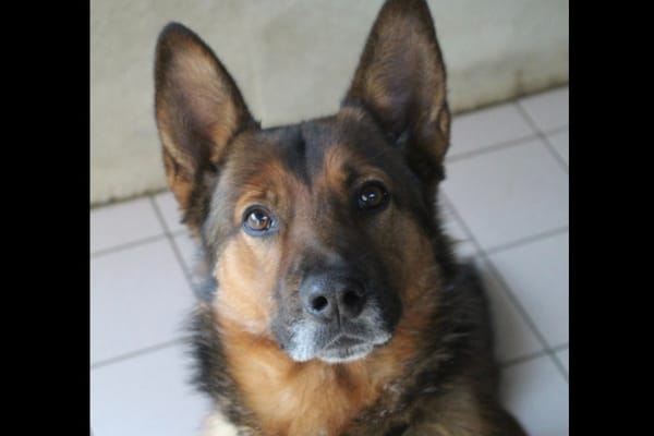 mowgli