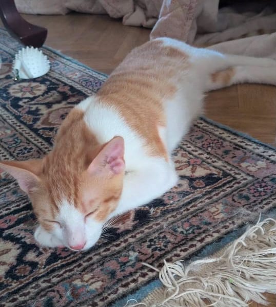 BEBE