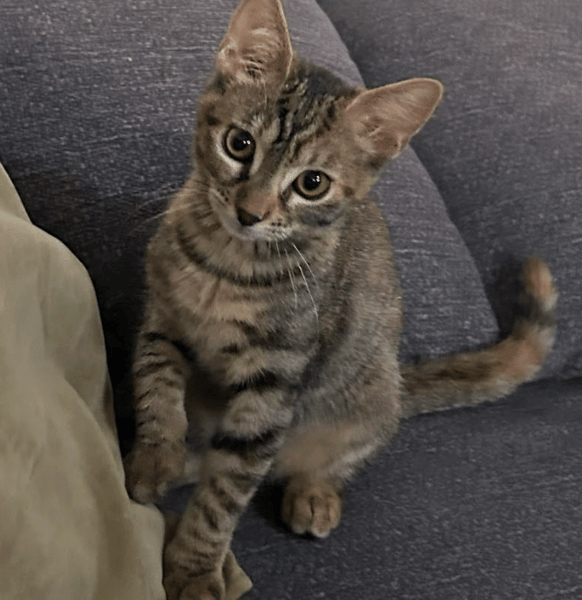 BARBALALA