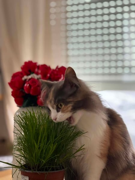 BEAUTY