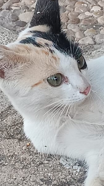 NATALIA