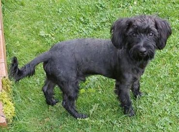 Fröhlicher Hundejunge BRUNO 3
