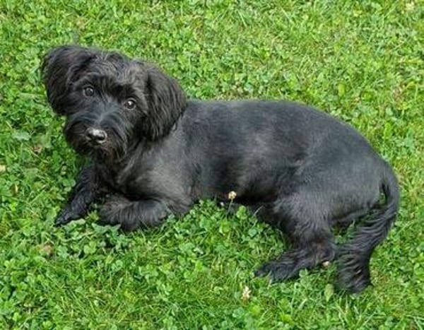 Fröhlicher Hundejunge BRUNO 3
