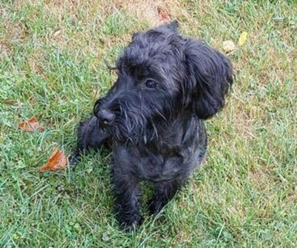 Fröhlicher Hundejunge BRUNO 3