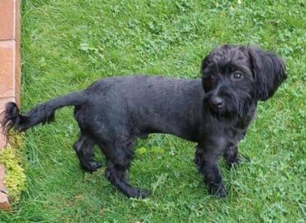 Fröhlicher Hundejunge BRUNO 3