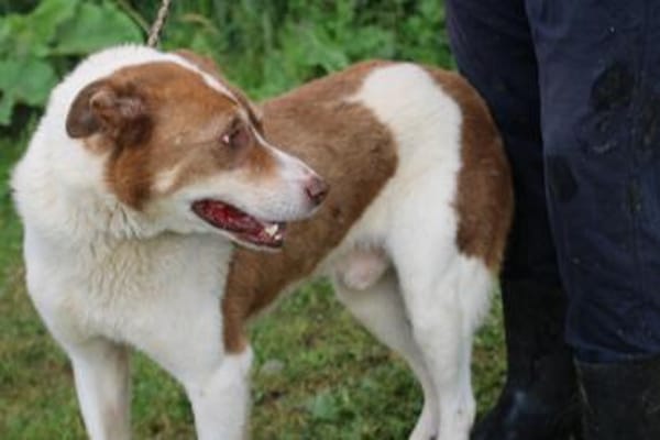 Juka