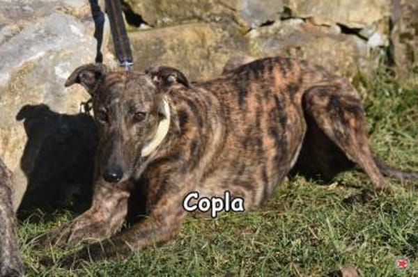 COPLA