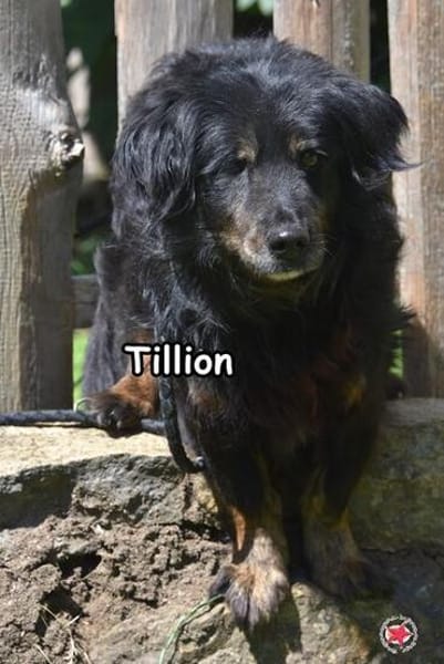 TILLION