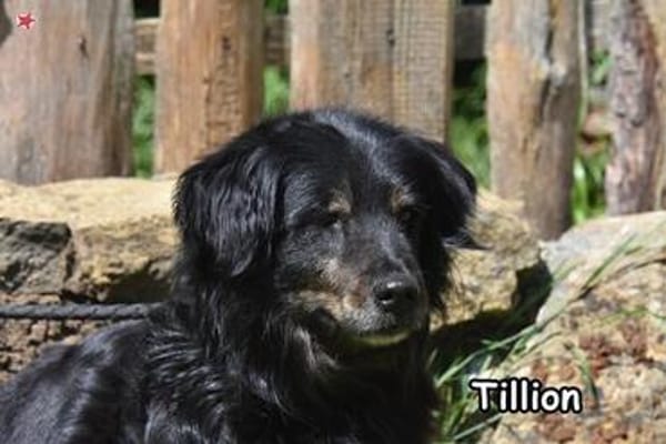 TILLION