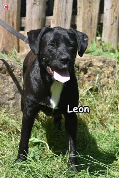 LEON