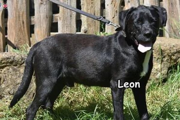 LEON