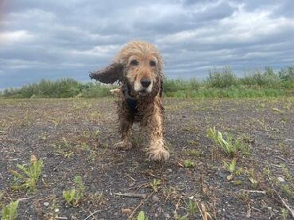 Lotti  bezaubernde Cocker Spaniel-Hündin sucht Zuhause