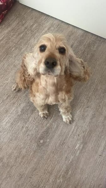 Lotti  bezaubernde Cocker Spaniel-Hündin sucht Zuhause