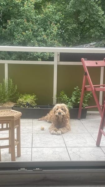 Lotti  bezaubernde Cocker Spaniel-Hündin sucht Zuhause