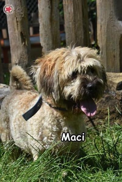 MACI