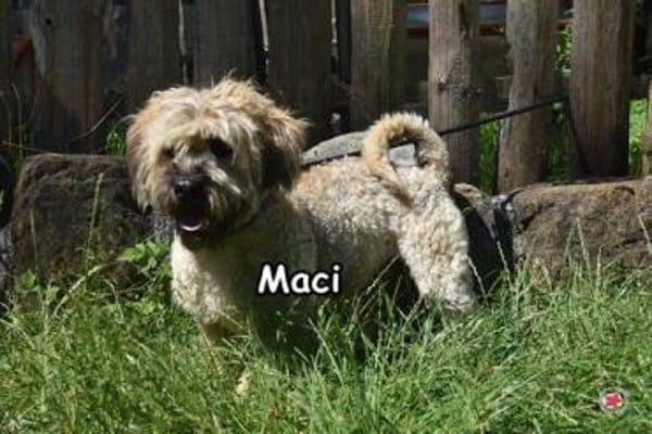 MACI
