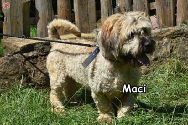 MACI
