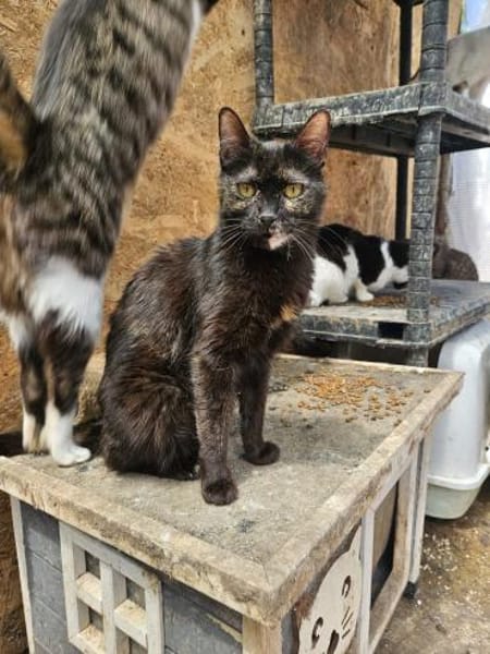 Verschmuste liebevolle Betty