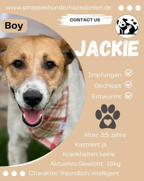 Jackie  sucht sein Zuhause