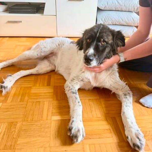 Bella sucht ihre Hundeerfahrene Menschen...