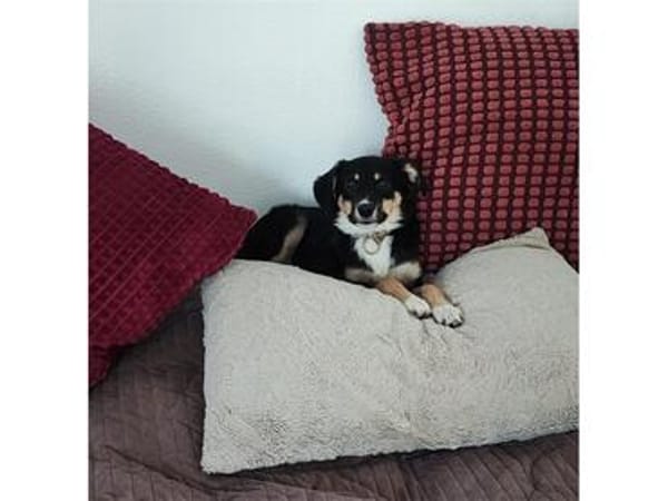 Twinkie - wartet in 27367 Sottrum